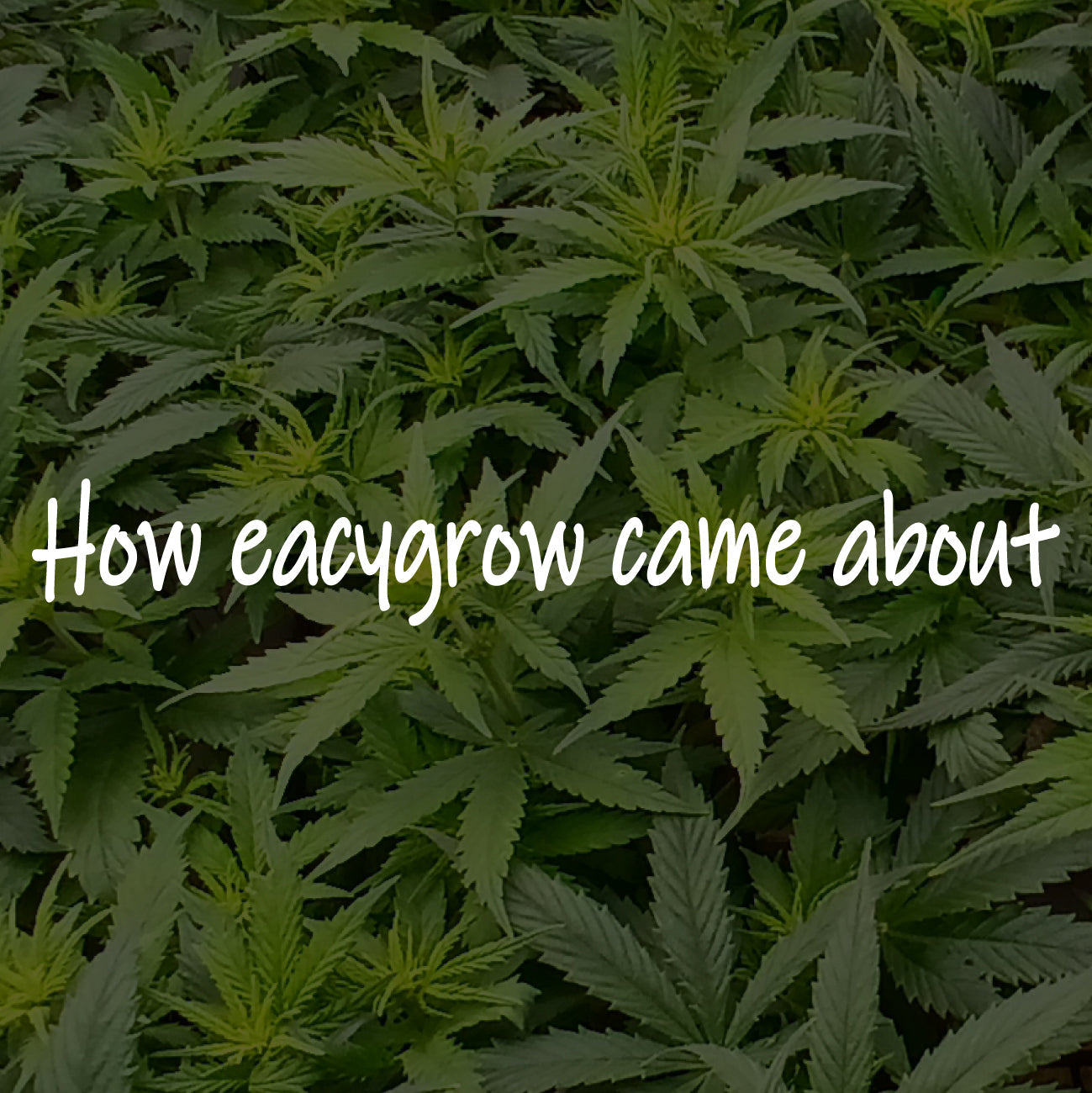 How eacygrow came about