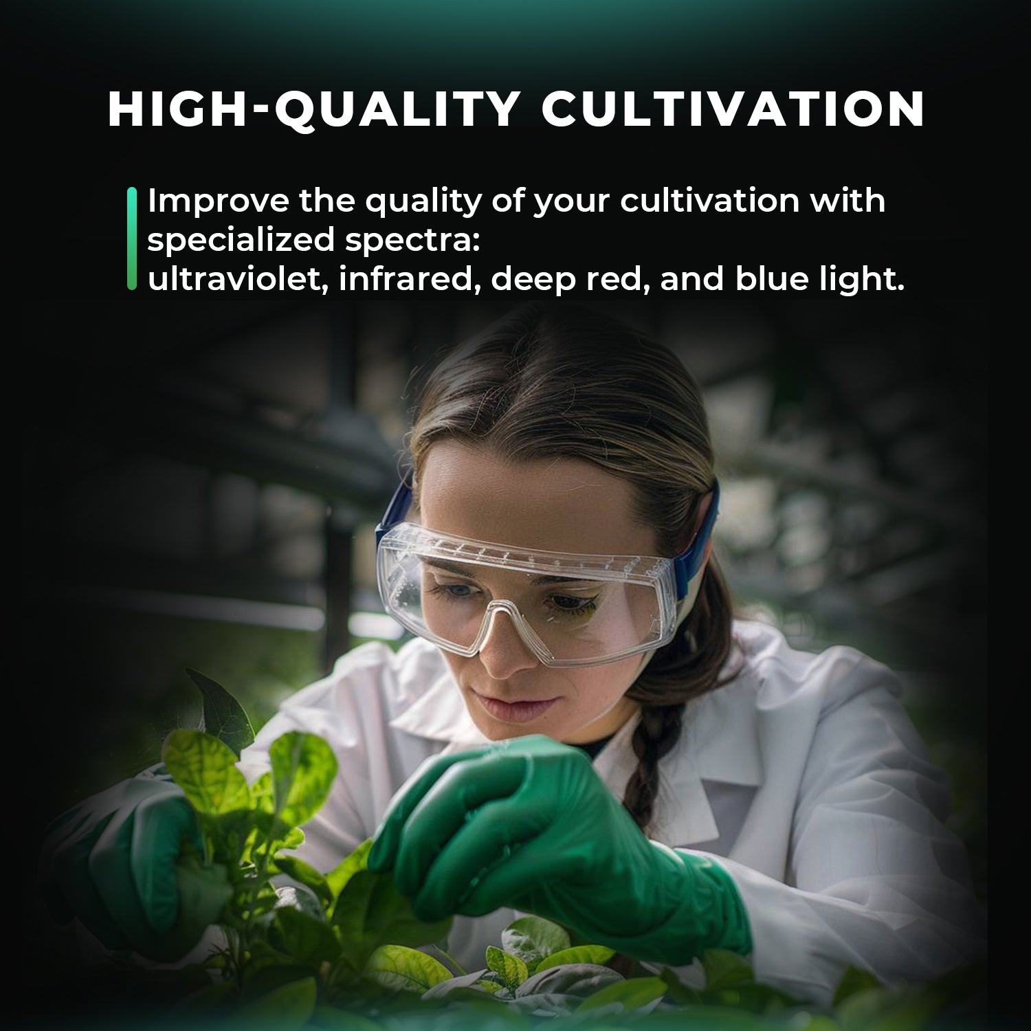 Verbesserte Flavonoid Produktion durch Mars Hydro ADlite UV Bars