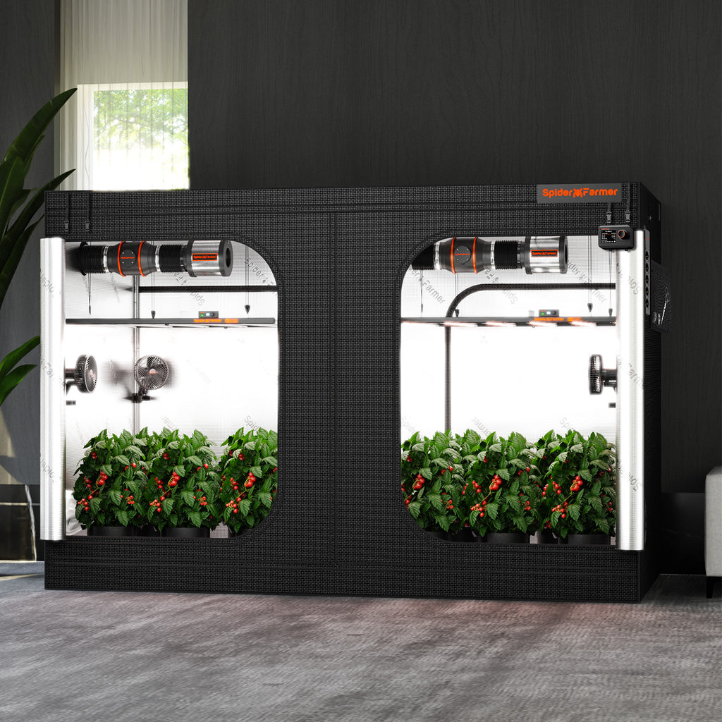 Anwendungsbeispiel: Voll ausgestattetes Spider Farmer 240x120 cm Zelt mit zwei installierten LED-Systemen für flächendeckendes Lich