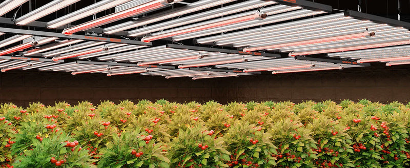 Spider Farmer GlowR80 Deep-Red LED Bars | 80W