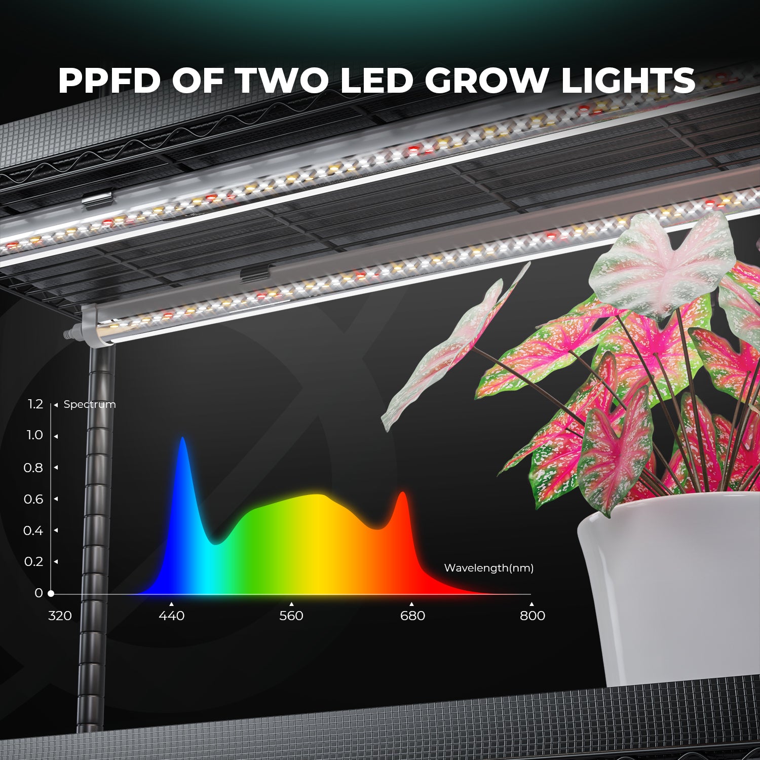 Illustration der Lichtverteilung der 150W LED-Bars auf die einzelnen Zuchtebenen.