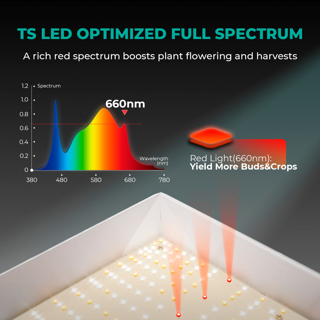 300W Power für kräftiges vegetatives Wachstum und dichte Blüten.