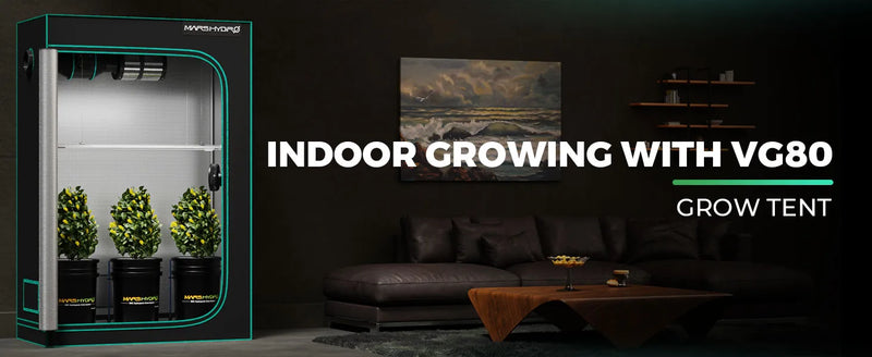 Black indoor grow tent with reflective interior, three potted plants, and a living room scene beside it