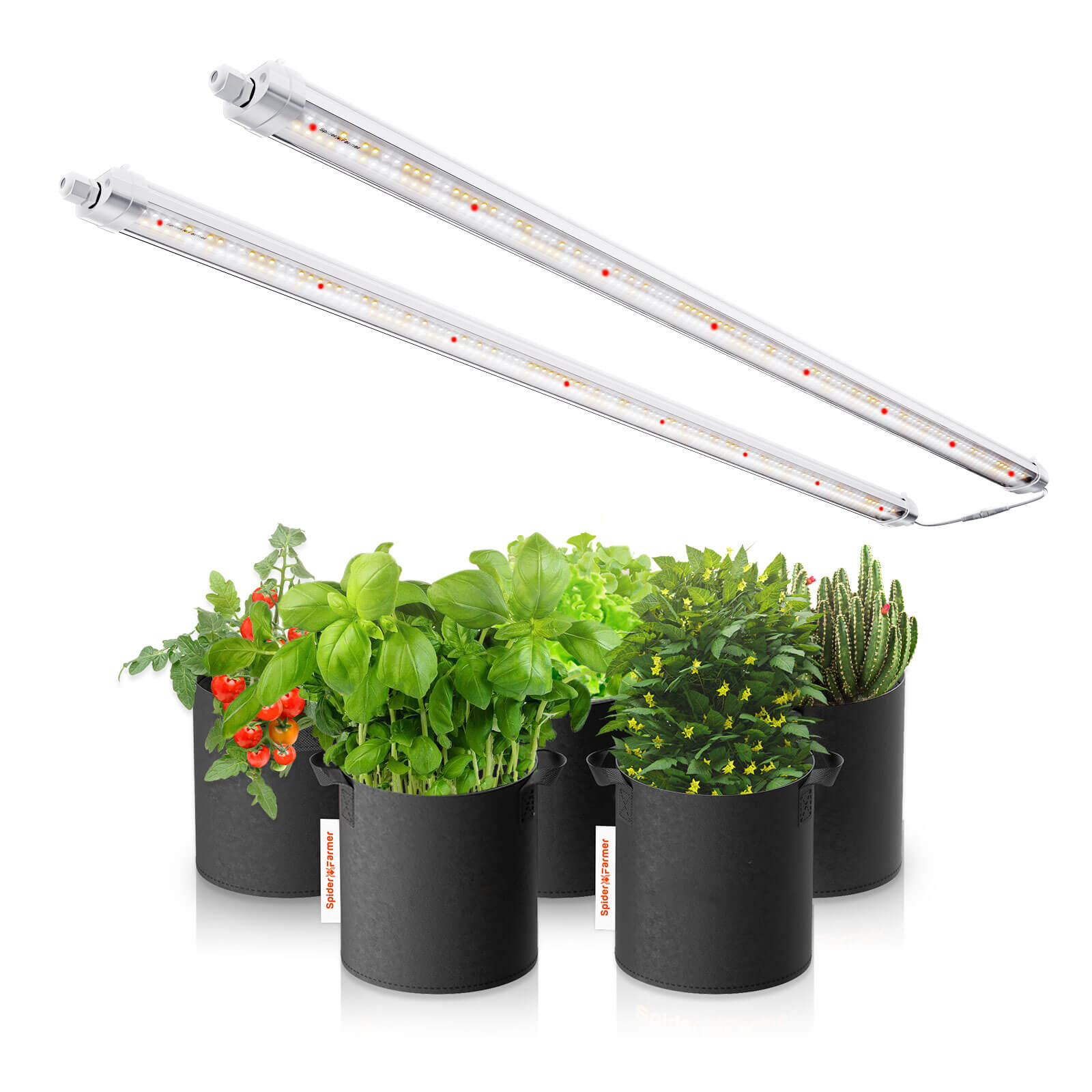 Zwei-Lichtbalken-Glow80-Set-fuer-Anzucht-und-Vermehrung.