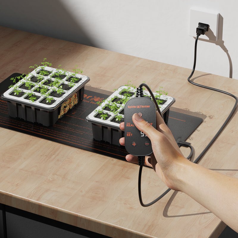 pider Farmer 25 x 52 cm Heizmatte im Einsatz unter einem Mini-Gewächshaus – Ideale Größe für eine Standard-Anzuchtschale zur Förderung der Wurzelbildung.