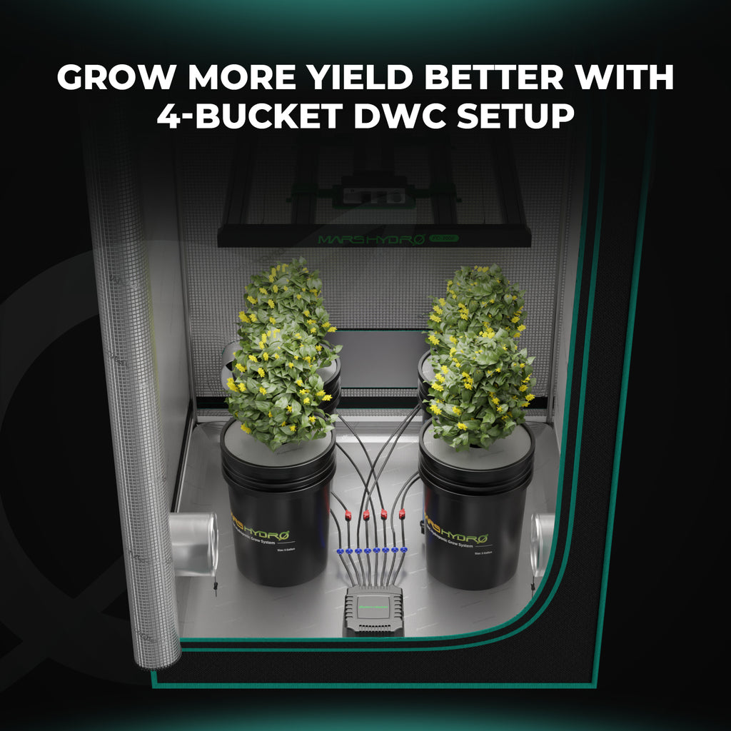 Vier Mars Hydro DWC-Eimer in einem Growzelt installiert – professionelles Indoor-Setup für maximale Effizienz.