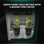 Vier Mars Hydro DWC-Eimer in einem Growzelt installiert – professionelles Indoor-Setup für maximale Effizienz.