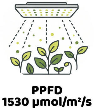 Info Icon