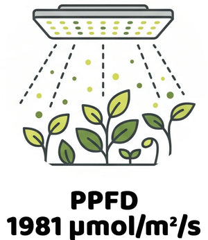 Info Icon