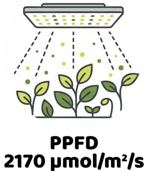 Info Icon