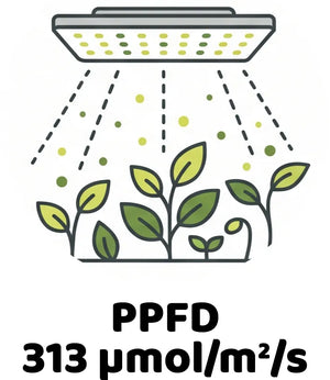 Info Icon