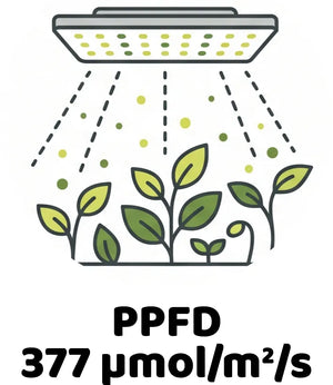 Info Icon