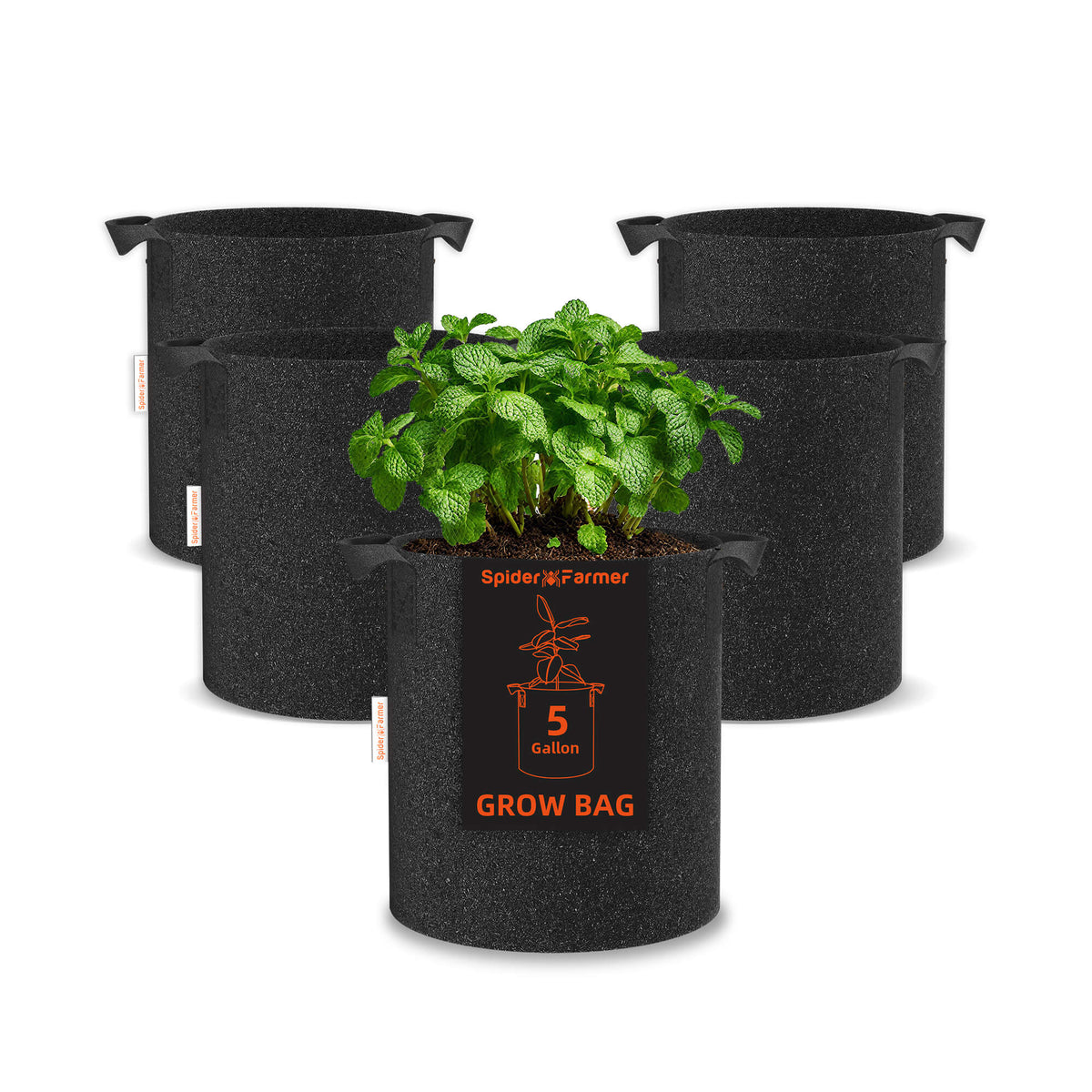 Three black fabric grow bags, one holding a leafy green plant, with a visible five gallon label on the front